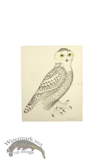 SNOWY OWL, JUVENILE, MALE . PL 30